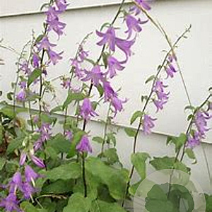 Campanula rapunculoides GM P9