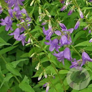 Campanula rapunculoides GM P9
