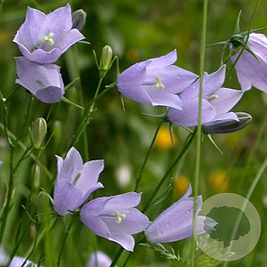 Campanula rotundifolia GM P9