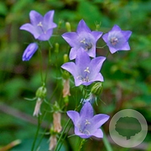 Campanula rotundifolia GM P9