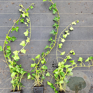 Hedera hibernica 40-60 cm P9