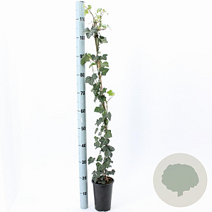 Hedera hibernica 80-100 cm rozenpot 2L
