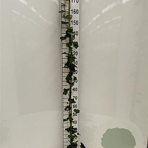 Hedera hibernica 175-200 cm 2,5L met stok