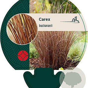 Carex buchananii GM P9