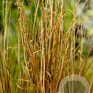 Carex buchananii GM P9