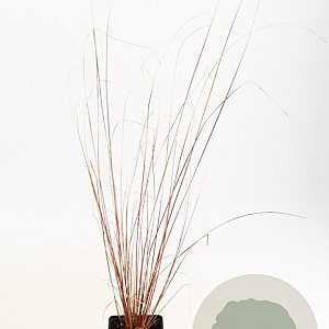 Carex buchananii GM P9