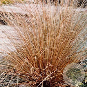 Carex buchananii GM P9