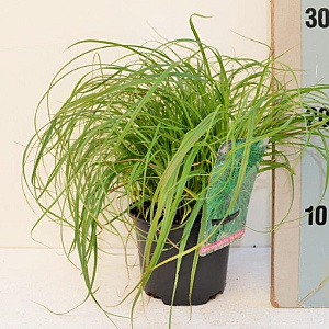 Carex caryophyllea 'the Beatles' GM P9