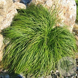 Carex caryophyllea 'the Beatles' GM P9