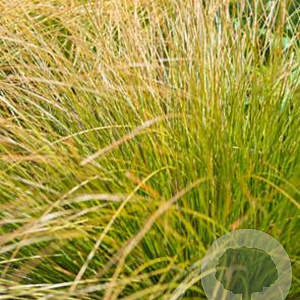 Carex comans 'Bronze Form' GM P9