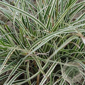 Carex conica 'Snowline' GM P9
