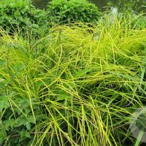 Carex elata 'Aurea' GM P9