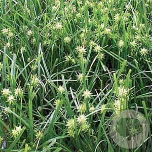 Carex grayi GM P9