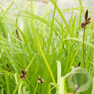 Carex montana GM P9