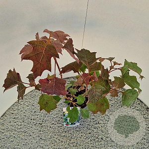 Hydrangea quercifolia 60-65 cm 2,5L