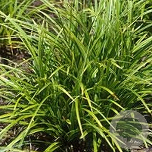 Carex morrowii GM P9