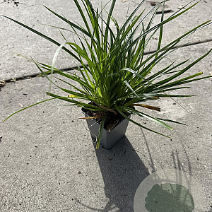 Carex morrowii GM P9