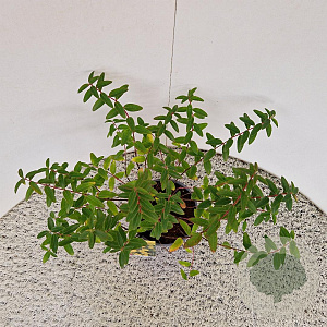 Hypericum 'Hidcote' 30-35 cm 2,5L