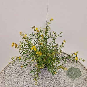 Hypericum kalmianum 'Gemo' 30-40 cm 2,5L