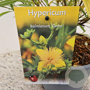 Hypericum kalmianum 'Gemo' 30-40 cm 2,5L