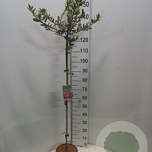 Ilex  Ingrammii 100 cm stam 5,0L