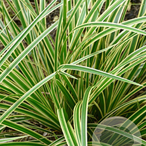 Carex morrowii 'Aureovariegata' GM P9