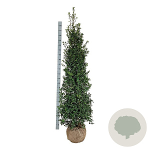 Ilex aquipernyi Dragon Lady 175-200 cm met kluit extra