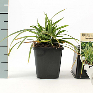Carex morrowii 'Ice Dance' GM P9