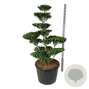Ilex crenata 'Blondie' 150-175 cm cont. 180L bonsai