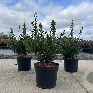 Ilex crenata 'Caroline Upright' 30-40 cm 3,0L