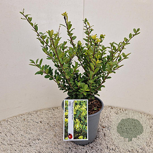 Ilex crenata 'Caroline Upright' 35 cm 2,5L