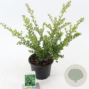 Ilex crenata 'Convexa' 20-30 cm 2,0L
