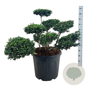 Ilex crenata 'Convexa' 60-80 cm cont. 55L multi bol