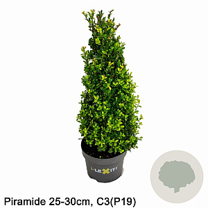 Ilex crenata Dark Green 25-30 cm 3,0L kegel potgekweekt