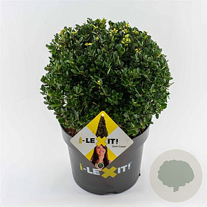 Ilex crenata Dark Green 30 cm 7,5L bol potgekweekt