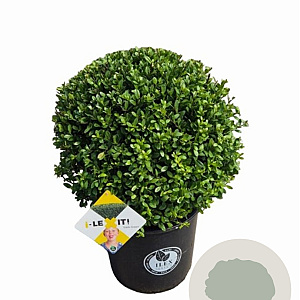 Ilex crenata Dark Green 40 cm 15L bol potgekweekt