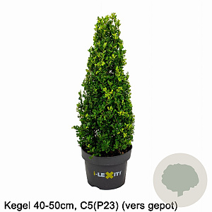 Ilex crenata Dark Green 40-50 cm 5,0L kegel versgepot