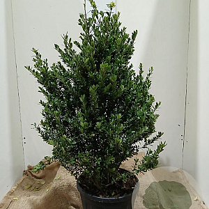Ilex crenata Dark Green 80-100 cm 15L najaarspotting