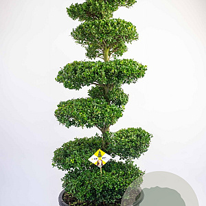 Ilex crenata Dark Green 175-200 cm cont. 80L bonsai