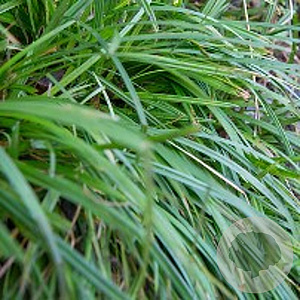Carex morrowii 'Irish Green' GM P9