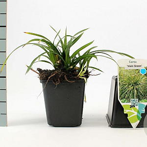 Carex morrowii 'Irish Green' GM P9