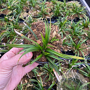 Carex morrowii 'Irish Green' GM P9