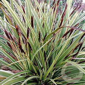 Carex morrowii 'Variegata' GM P9