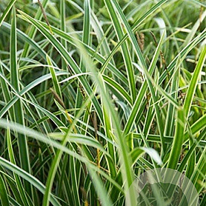 Carex morrowii 'Variegata' GM P9