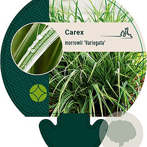 Carex morrowii 'Variegata' GM P9