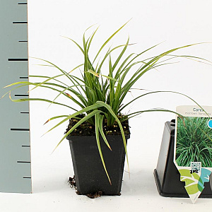 Carex morrowii 'Variegata' GM P9