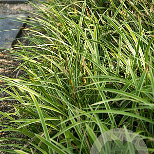 Carex morrowii 'Variegata' GM P9
