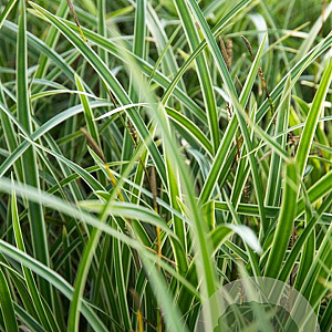 Carex morrowii 'Variegata' GM P9