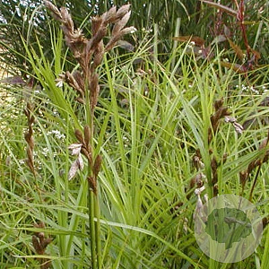 Carex muskingumensis GM P9
