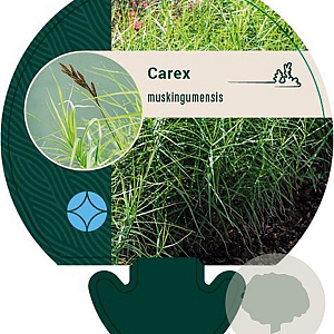 Carex muskingumensis GM P9
